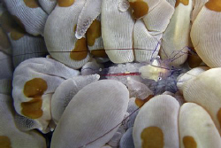 transparent female shrimp with eggs. Casio Exilim. by Andrew Macleod 